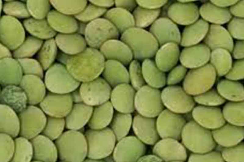 Green Lentils Eston
